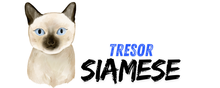 Tresor Siamese Kittens